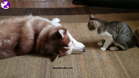 Mean Cat bullies Poor Husky | Never seen before Husky vs cat standoff: cute fight