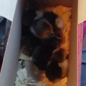 Tractor Supply Baby Chicks #shorts