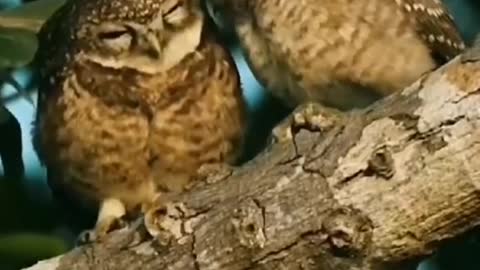 A pair of eagles who love each other