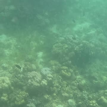 Under the Sea: A Snorkeling Adventure 🌊🐠