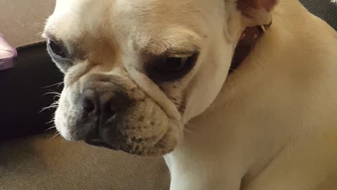 French Bulldog's Guilty Face