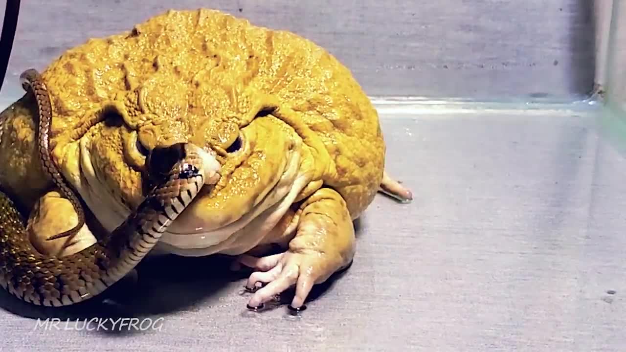 Asian Bullfrog With Snake! Warning Live Feeding