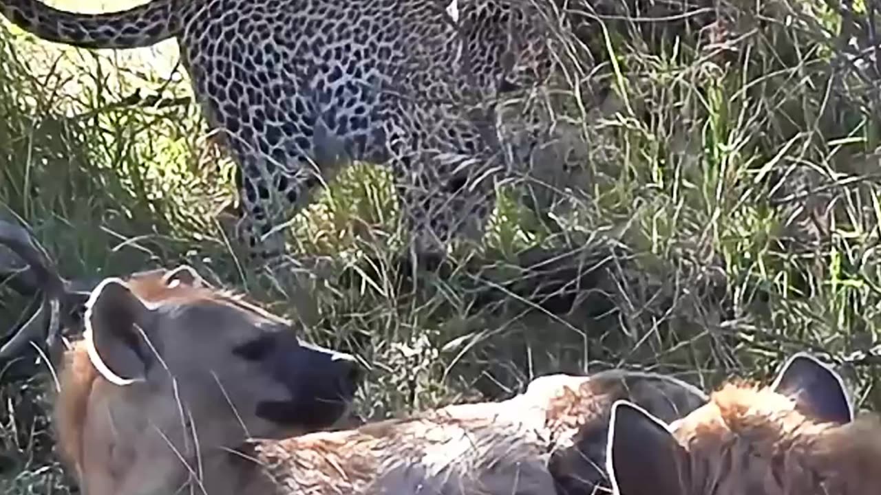 Stealthy Leopard Climbs Down Near Resting Hyenas