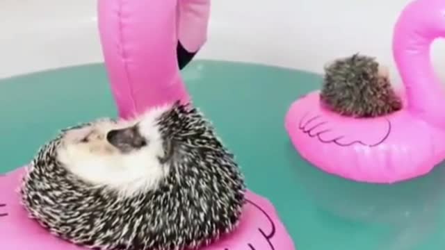 Little hedgehogs can also enjoy time lying in the swimming ring