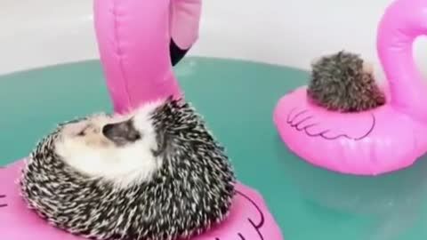 Little hedgehogs can also enjoy time lying in the swimming ring