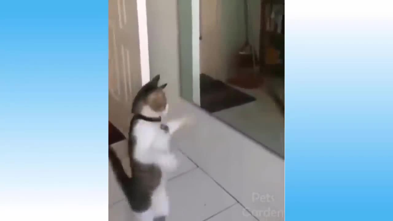 Cute Pets And Funny Animals - 1