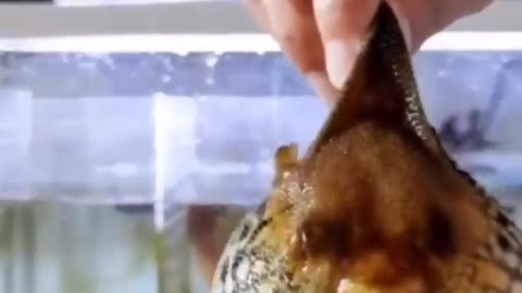 This is a beautiful and charming water-dwelling species