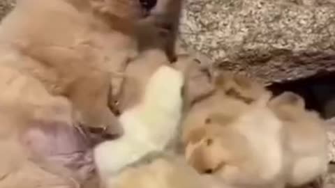Funny and very cute dog's
