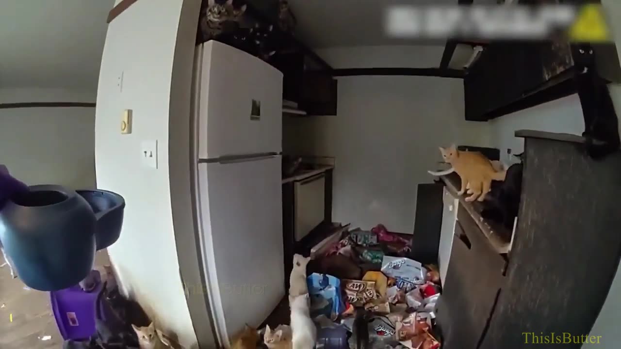 Bodycam shows nearly 100 cats found inside a Federal Way apartment