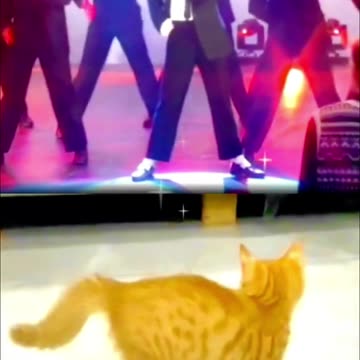 Best Funniest Animal Videos 2024 😅 - Funny Cats And Dogs Videos