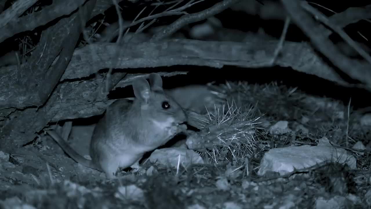 sand cat king of the dessert.mp4