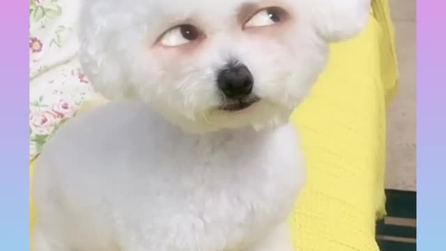 Cute and Funny Dogs Videos Compilation_#short