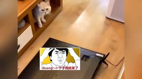 Cat funny moments video