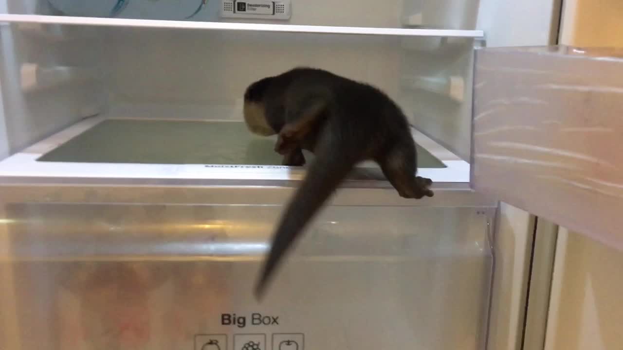 Baby otter thoroughly explores owner's refrigerator