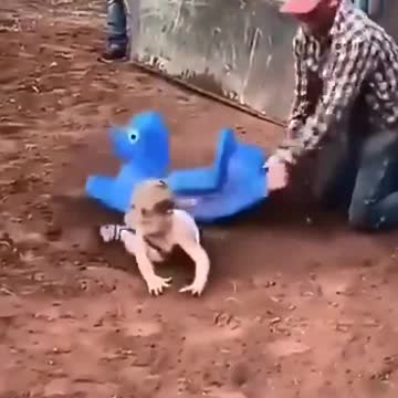 Junior rides a bull.