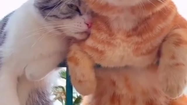 Amazing Fun Funny Cats 🐈 Videos