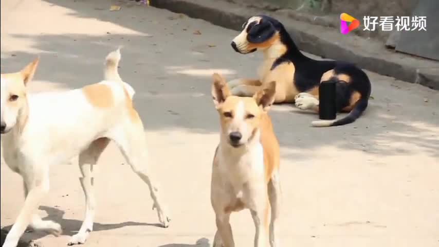 Dog sees another dog in front of him, climbs up and runs 4