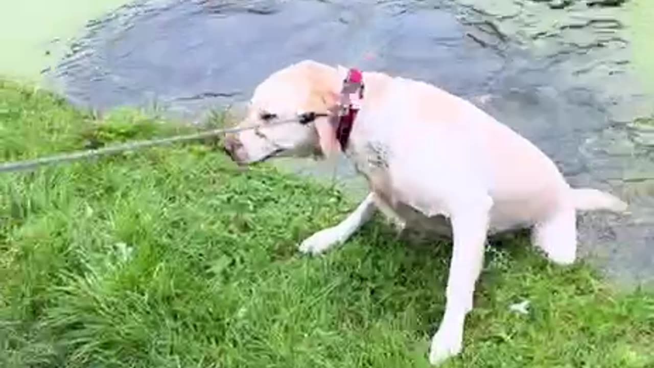 Avoids the puddles and then jumps in 🤣