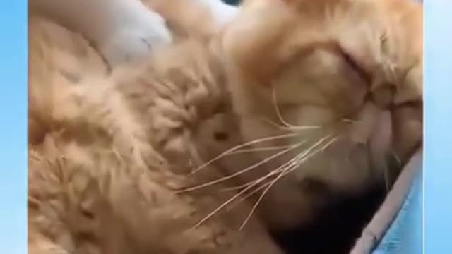 Funny cat Videos