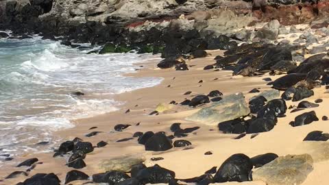 Honu at Ho’okipa