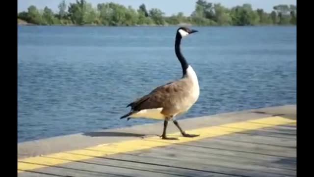 Canadian Geese At Lakefront Promenade Marina Mississauga Ontario