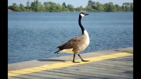 Canadian Geese At Lakefront Promenade Marina Mississauga Ontario