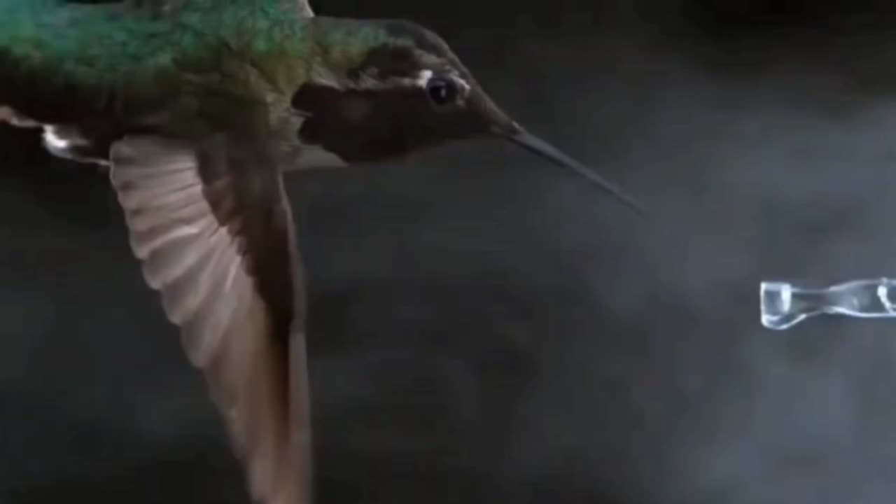 Hummingbird