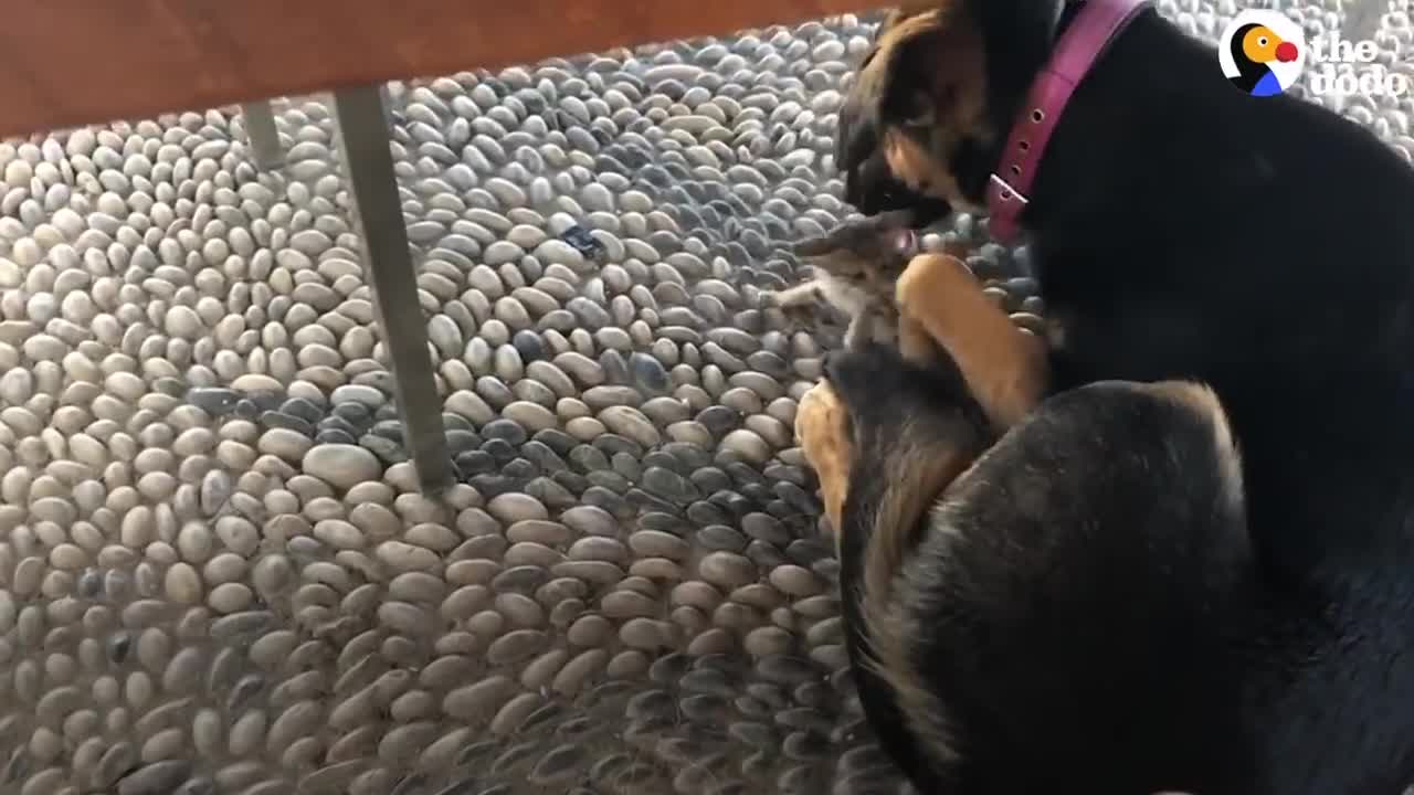 Stray kitten picks a dog as mom crazy cat