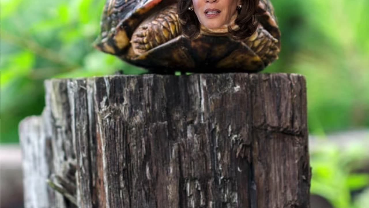 Turtle on a Post
