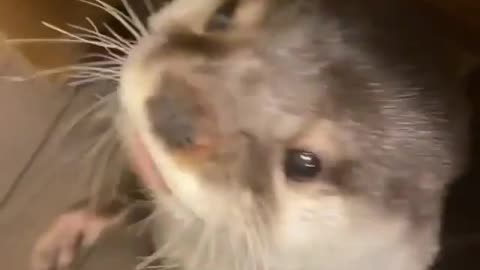 Staving pets