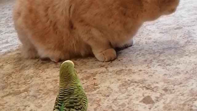 Кот и птица, милые животные #103