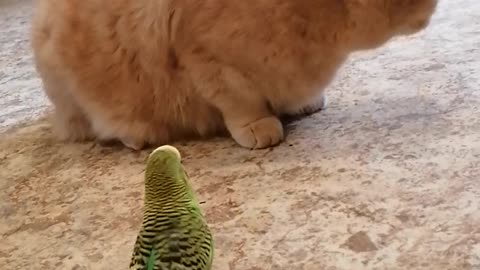 Кот и птица, милые животные #103