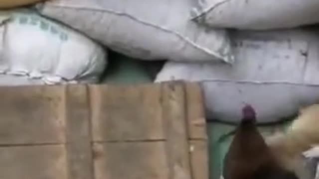 Dog VS Chicken Fight 😂 Funny Dog Fight Videos...😂