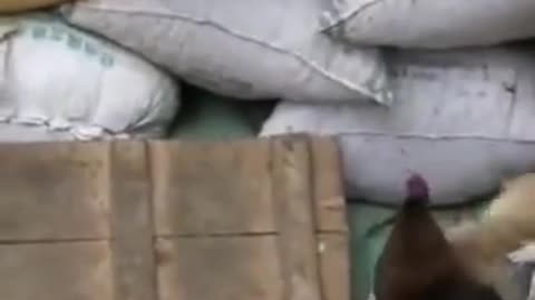 Dog VS Chicken Fight 😂 Funny Dog Fight Videos...😂