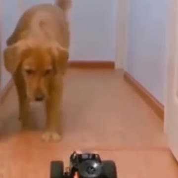 Funny Dog and Remote control Car😁😁😁