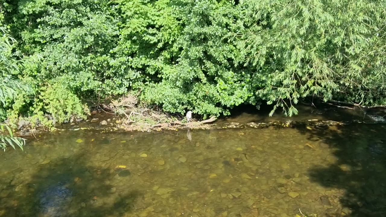 Grey Heron Bird In Southern Scotland.