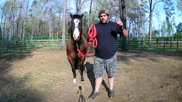 working my horse in round pen