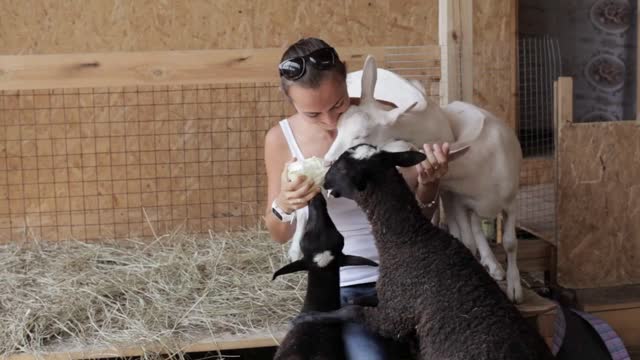 Young women feeding sheeps and goat from hand