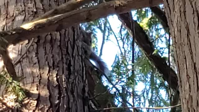 Bathing in the morning sun in a tree