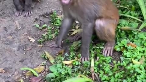 Cute and Funny Monkey