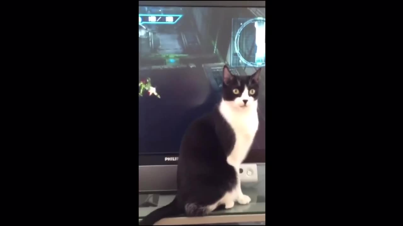 Funny animal videos compilation part 2