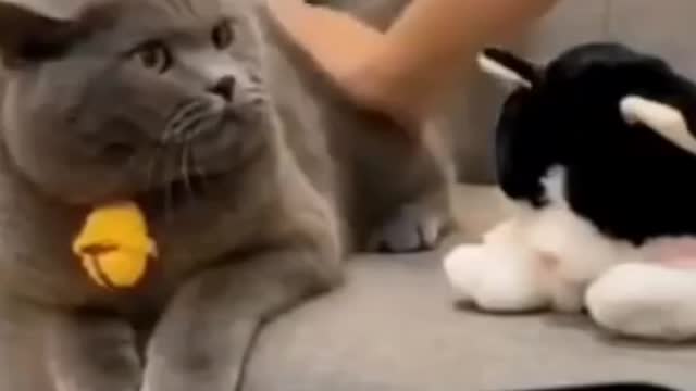 Funny cat video try not to laugh/🤣🤣