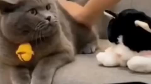 Funny cat video try not to laugh/🤣🤣