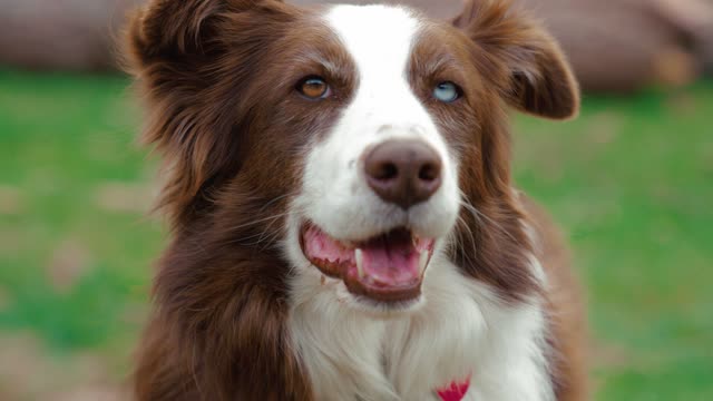 A dog with very beautiful eyes