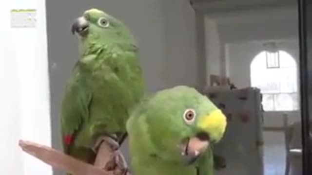 Parrots singing christian music