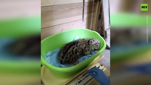 Russian zoo welcomes new snow leopard cubs as part of conservation effort