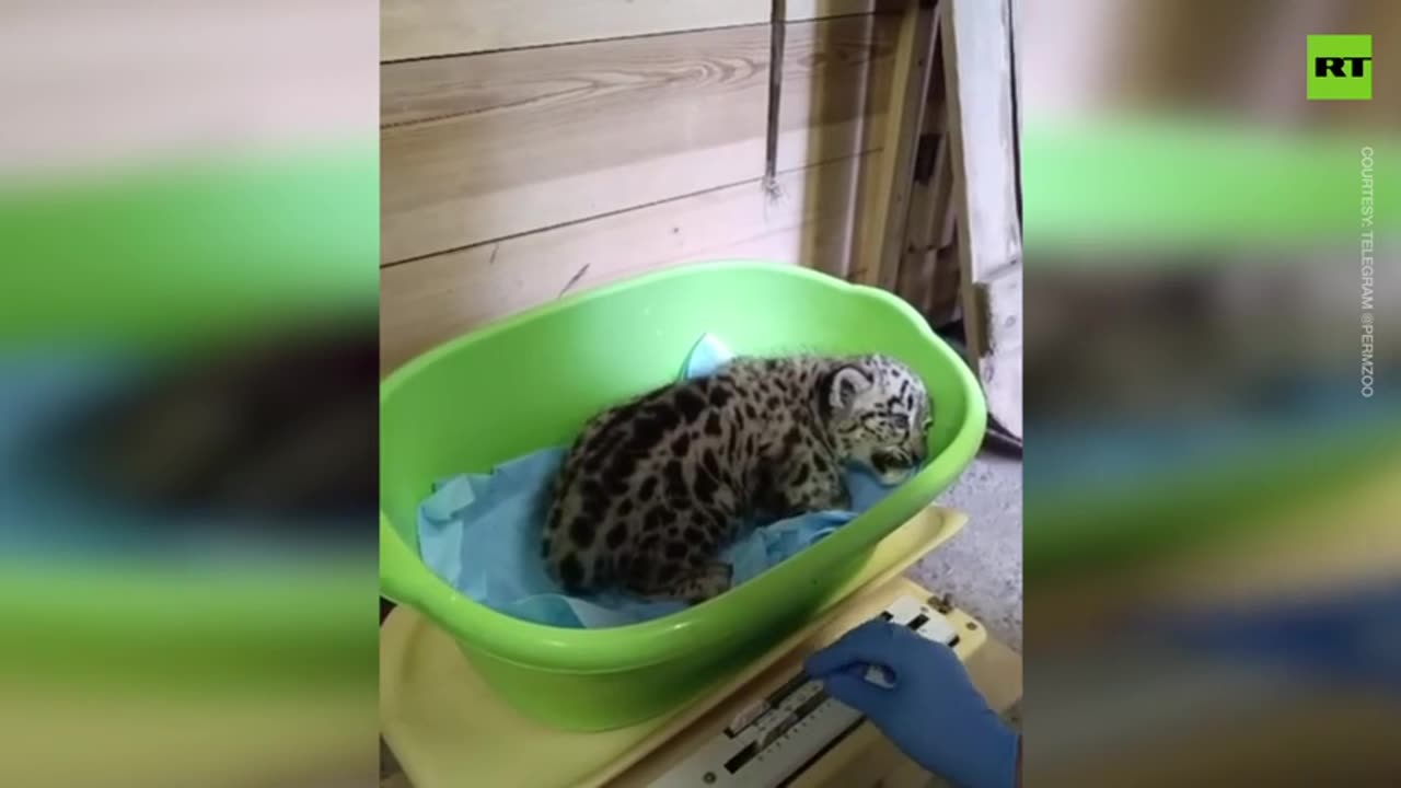 Russian zoo welcomes new snow leopard cubs as part of conservation effort