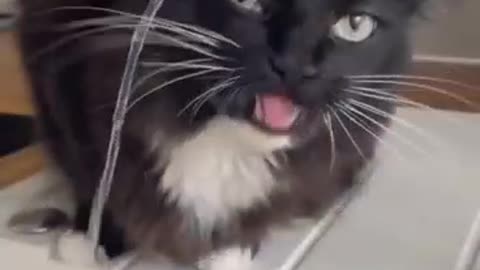 Cats that can't drink water