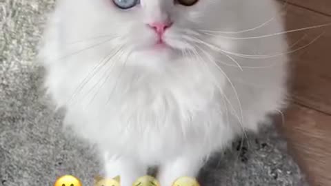 Emoji challenge cat | Funny cat | White