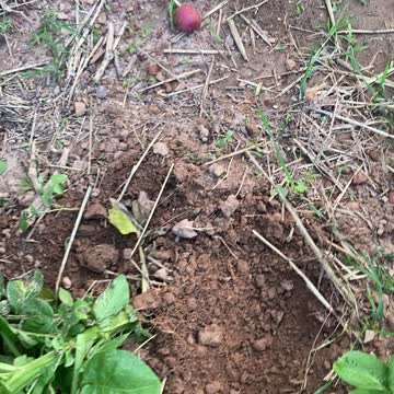 Harvesting Pontiac Red Potatoes - Georgia